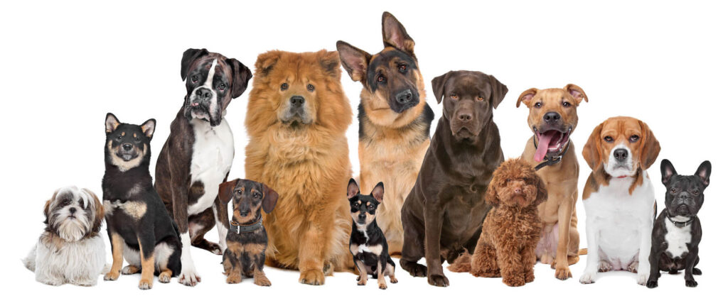 Toronto Dog Trainer